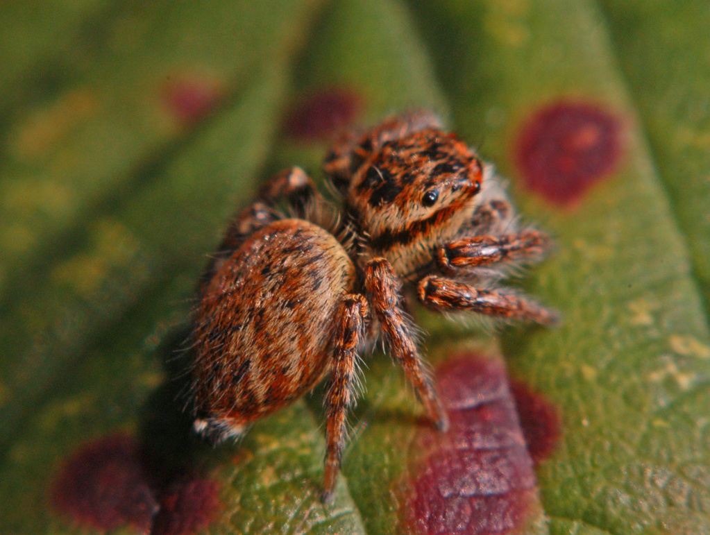 Salticidae